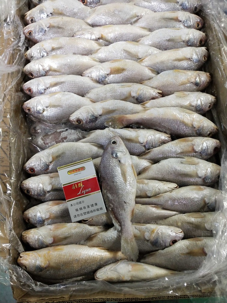 精細挑選·海鮮美味 優質新鮮冷凍黃姑魚，另售青條魚、秋刀魚，實惠批發放心吃