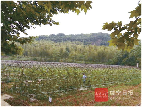 咸寧市營林工作成效顯著 3年完成植被恢復面積超8萬畝