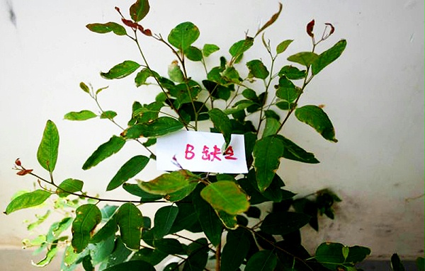 桉樹出現(xiàn)紅葉分叉怎么辦？廣西營(yíng)林營(yíng)養(yǎng)失衡診斷與肥料廠家選擇指南