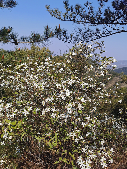 原山林區(qū)十二時(shí)辰之樵嶺前營(yíng)林區(qū)護(hù)林員陳志明張義清